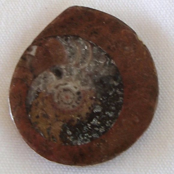 Ancient Ammonite Fossil Relic Molluscs Cephlapods Devonian Period Prehistoric - Picture 1 of 3